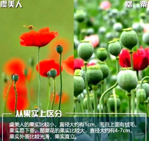 罂粟属(罂粟籽的特效止咳药有什么危害)插图10