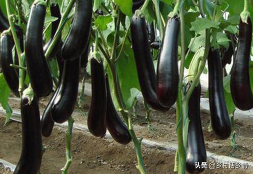 荷兰蔬菜产量排名前十(荷兰出口全世界蔬菜)插图5