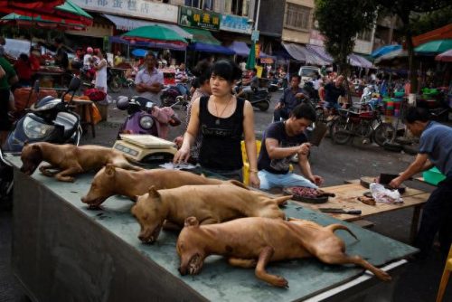 昆明市流浪狗排名前十(昆明狗三爷)插图2