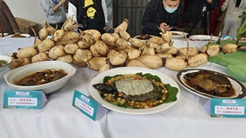 甲鱼排名前十(甲鱼公的好吃还是母的好吃)插图3