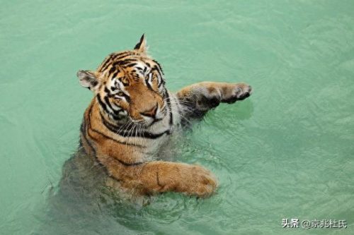 野狼体型排名前十(中国野狼最大体型)插图15