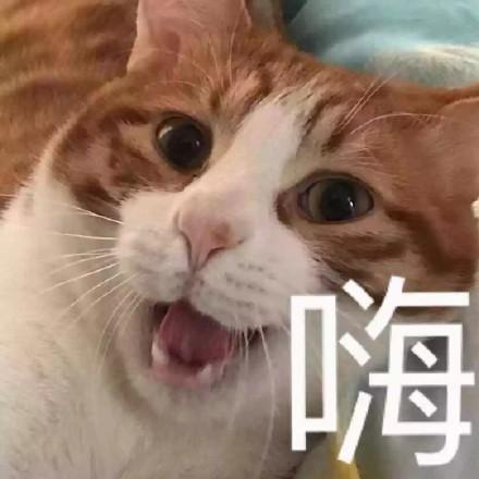 打招呼表情(哈喽表情包)插图18