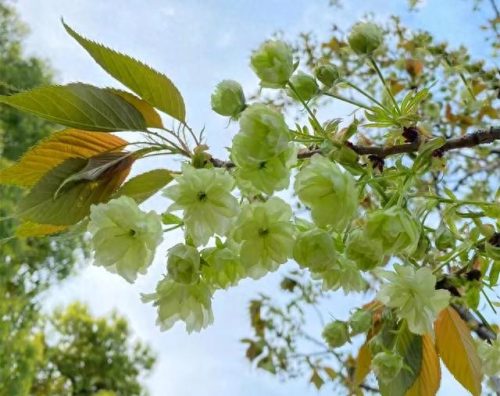 武汉 樱花(武汉樱花医护专场)插图11