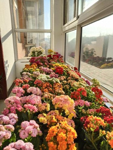 花卉价位排名前十(十大香水花卉排名)插图10