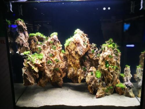 迷你鱼缸平价排名前十(迷你水族箱小鱼缸教程)插图11