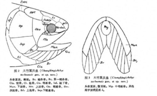 重庆鱼排名前十(鲜椒过水鱼重庆)插图1