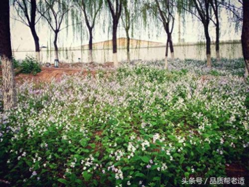 平房区排名前十敬老院地址(海淀高端敬老院照片)插图5