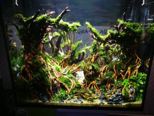 迷你鱼缸平价排名前十(迷你水族箱小鱼缸教程)插图17