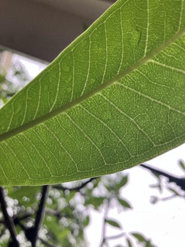 苹果手机3代(iphone14)插图5