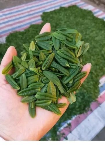 古代茶叶价格排名前十(吴印之家茶叶价格)插图13