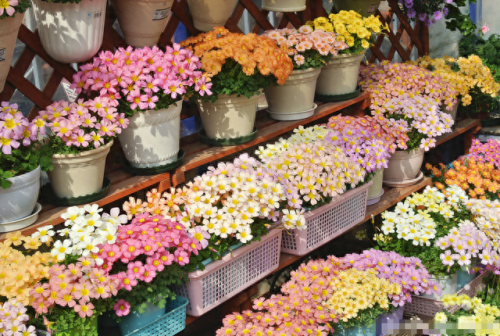 花卉价位排名前十(十大香水花卉排名)插图7
