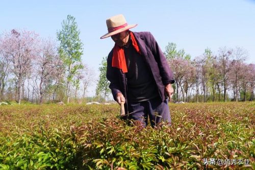 药材好种植吗(2024年可能猛涨的药材)插图4