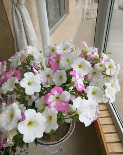 花卉价位排名前十(十大香水花卉排名)插图3