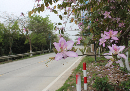 市区最美公路排名前十(金华最美自驾公路排名)插图4