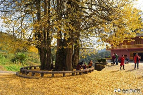 银杏景点排名前十(中国十大银杏景区)插图5