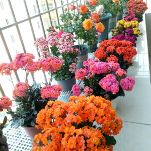 花卉价位排名前十(十大香水花卉排名)插图8