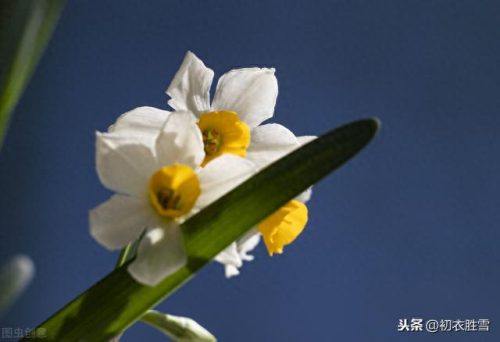 郁闷水仙花(经典爱情悲剧水仙花)插图