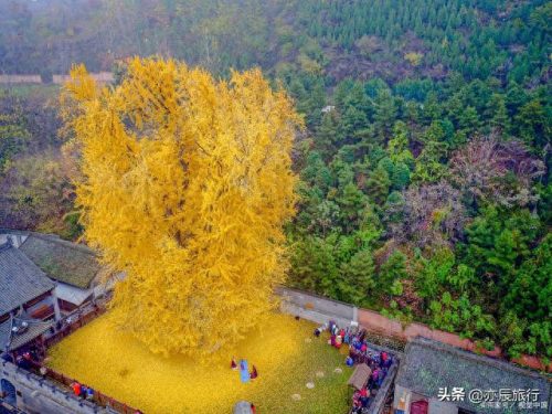 银杏景点排名前十(中国十大银杏景区)插图6