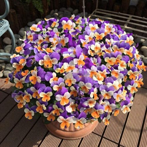 花卉价位排名前十(十大香水花卉排名)插图27