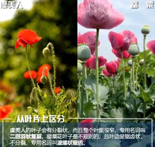 罂粟属(罂粟籽的特效止咳药有什么危害)插图7