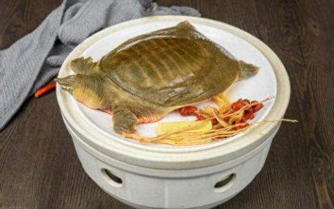 淡水乌龟排名前十(乌龟最受欢迎排行榜)