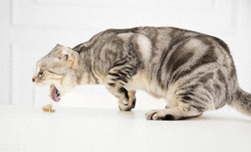猫咪疾病排名前十(聪明的猫咪排名前十的)插图4