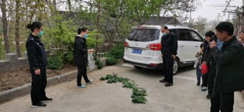 罂粟属(罂粟籽的特效止咳药有什么危害)插图2