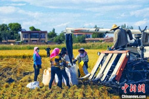 甘肃水稻排名前十(辽宁各市水稻排名)插图5