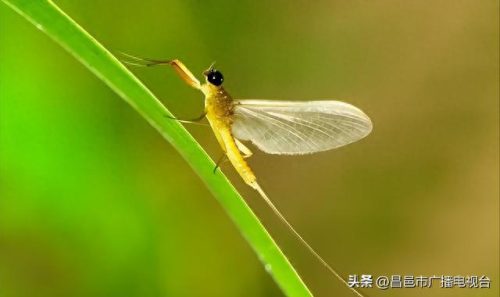世界上谁的寿命最短(寿命最短国家排名)插图