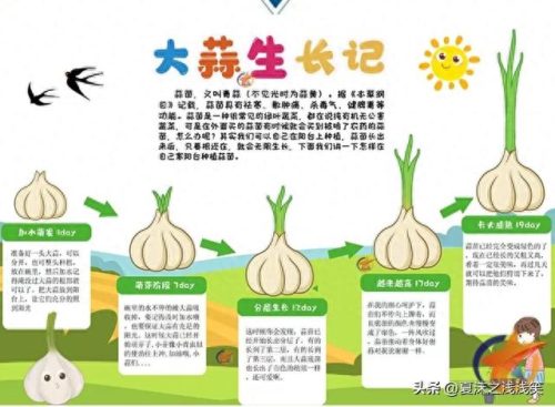 植物的手抄报怎么做(用植物做手抄报)插图11