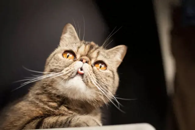 猫性格排名前十(性格好粘人的猫)插图11