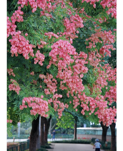 园艺种植价格排名前十(国内园艺公司排名)插图2