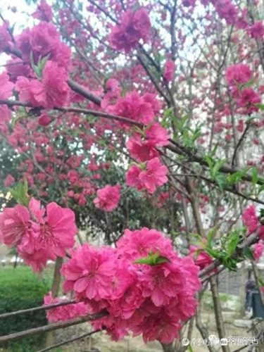 弄花香满依(掬水月在手弄花香满衣)插图2