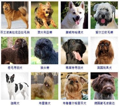 宠物的种类(宠物种类大全)插图12