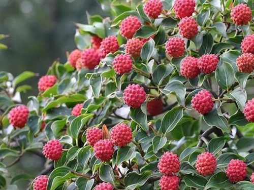 园艺种植价格排名前十(国内园艺公司排名)插图8
