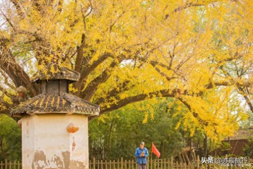 银杏景点排名前十(中国十大银杏景区)插图12