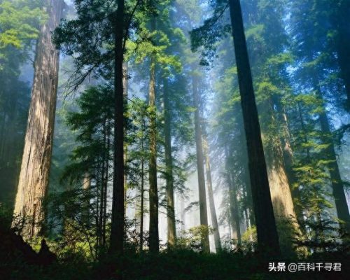 南非热带雨林气候排名前十(南非气候难民)插图