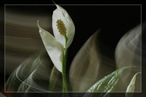 一帆风顺花图片(全屏漂亮吉祥花图片)插图4