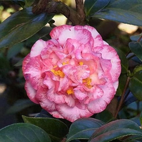 茶花品种排名前十(茶花最美的是什么品种)插图