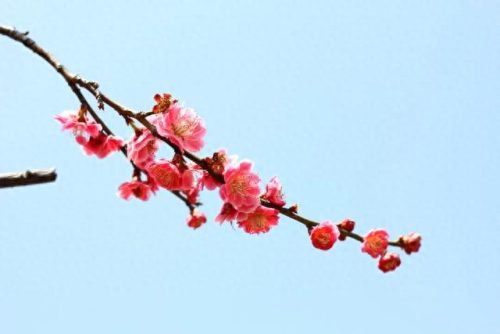 排名前十的古风(100首神仙级古风音乐)插图1