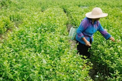 神奇饮料排名前十(婚宴饮料十大排名)插图3