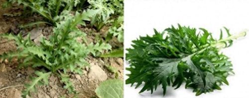罂粟属(罂粟籽的特效止咳药有什么危害)插图6
