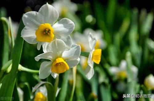郁闷水仙花(经典爱情悲剧水仙花)插图4