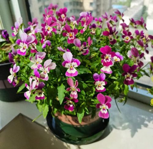 花卉价位排名前十(十大香水花卉排名)插图29