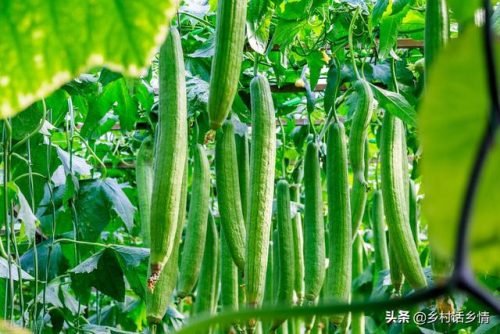 荷兰蔬菜产量排名前十(荷兰出口全世界蔬菜)插图2