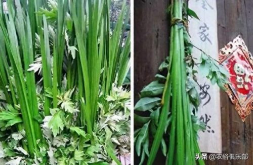 棒槌会是什么意思(你是个棒槌什么意思)插图5