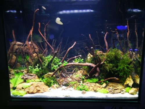 迷你鱼缸平价排名前十(迷你水族箱小鱼缸教程)插图9