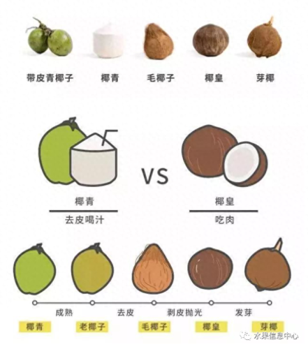 椰子品牌排名前十(椰子鞋品牌的代工厂)插图3