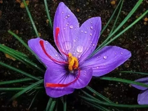 花卉价格排名前十(名贵花卉排名价格)插图4