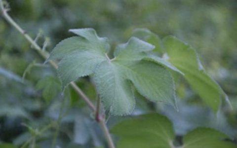 穿肠草(穿肠草功能和主治)